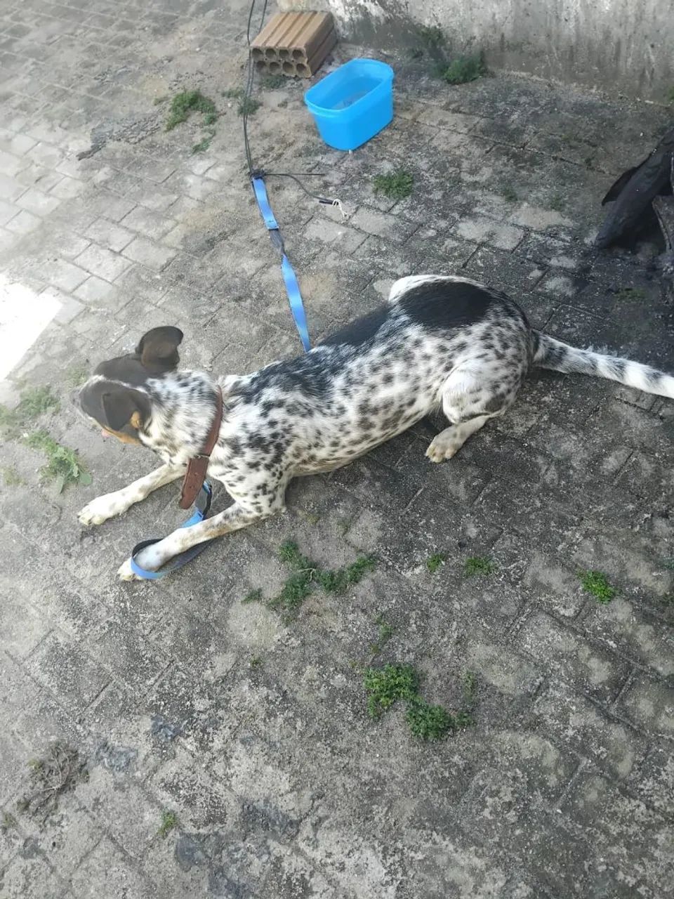 Cadela para adoção - Foto 5