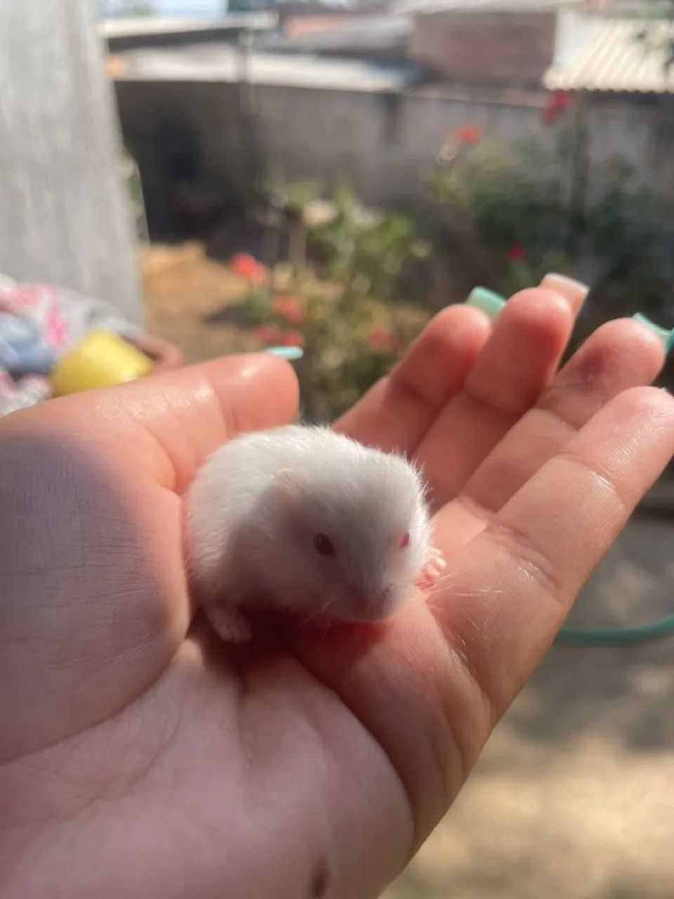 Filhotes de hamsters anão russo 