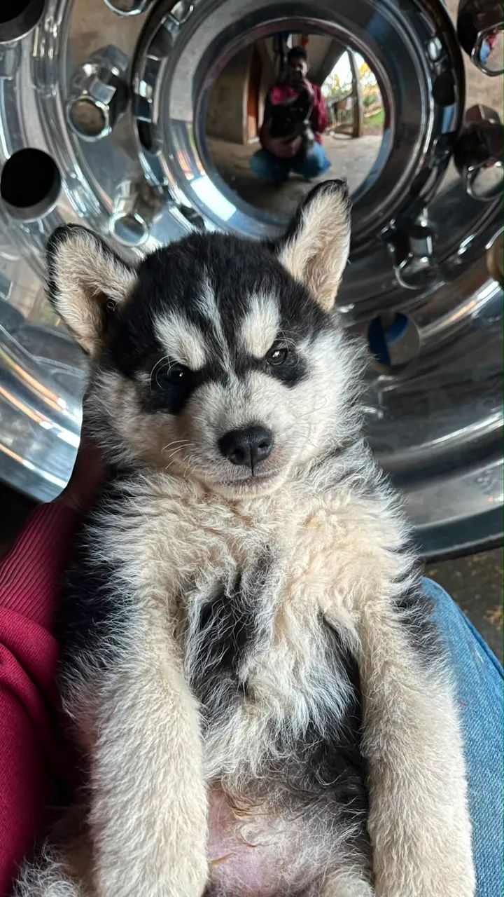 Filhotes Husky - Foto 3