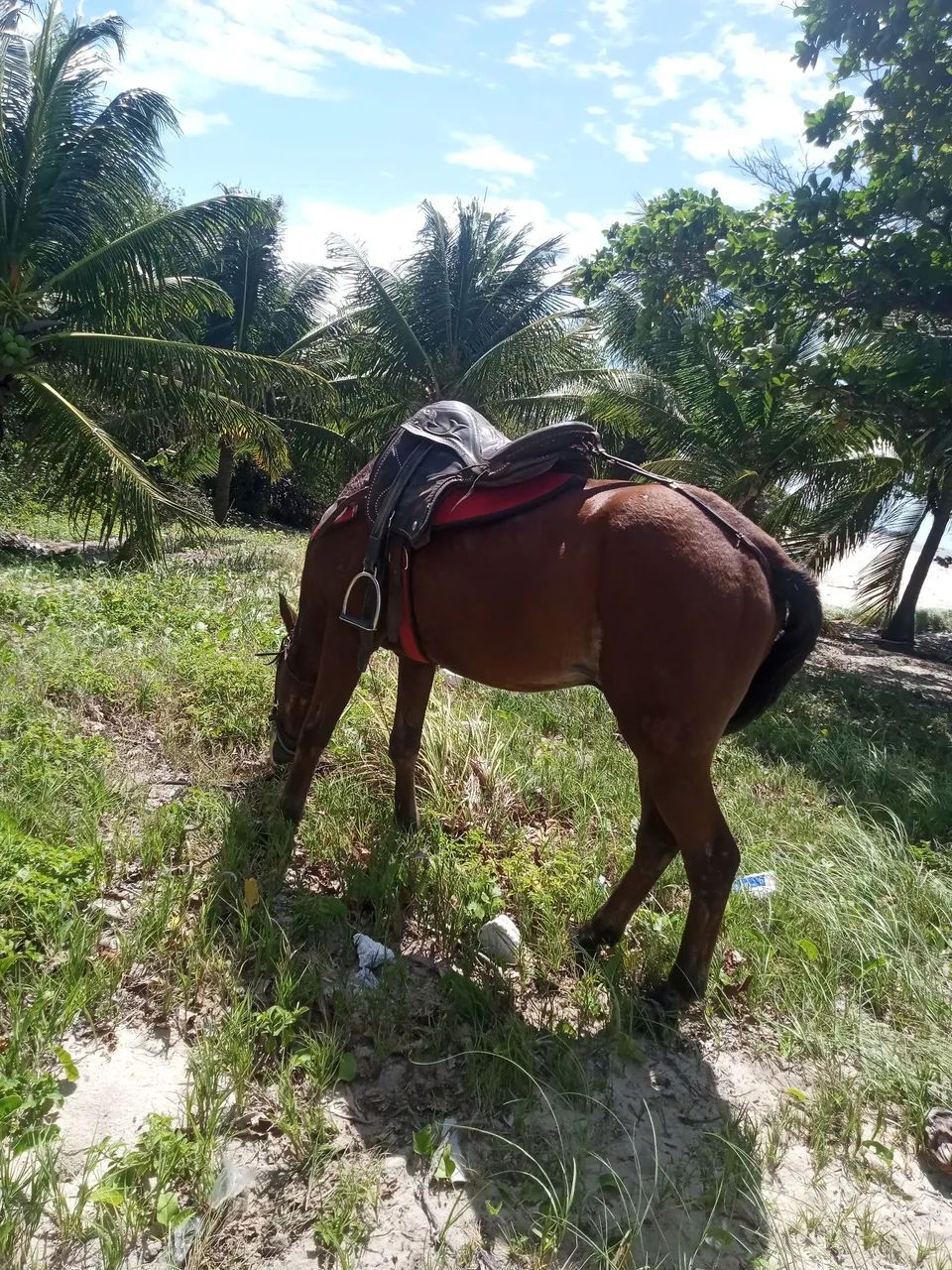 Cavalo de sela e carroça  - Foto 5