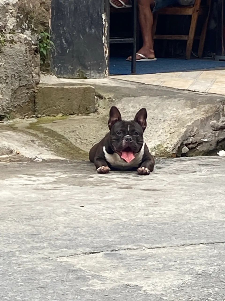 American bully micro  - Foto 5