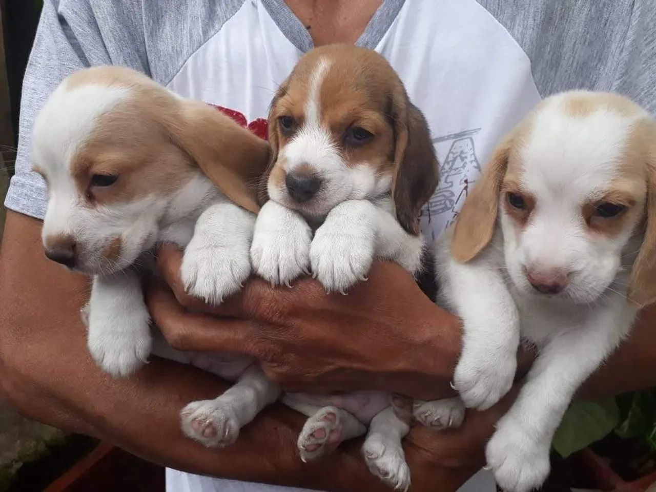 Beagle macho disponível  - Foto 3