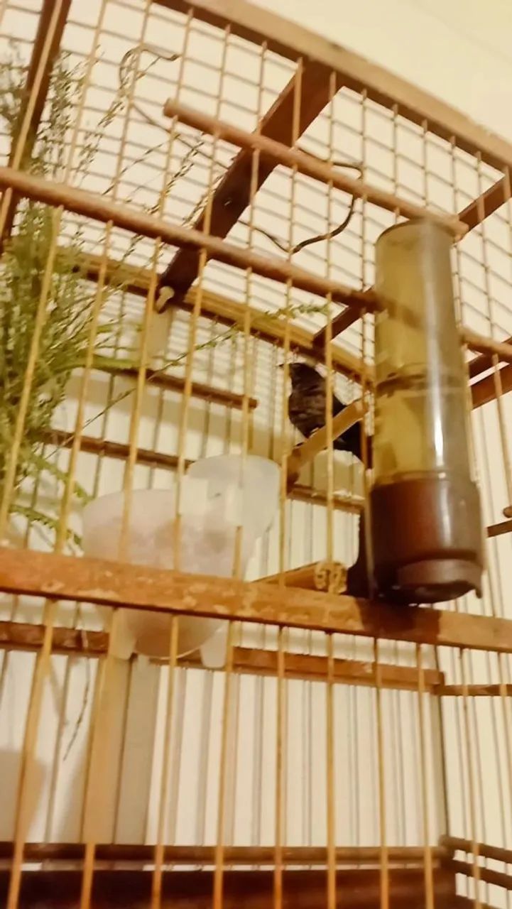Vendo gaiola 