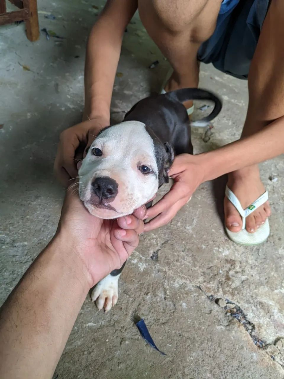Filhotes de Pitbull  - Foto 2