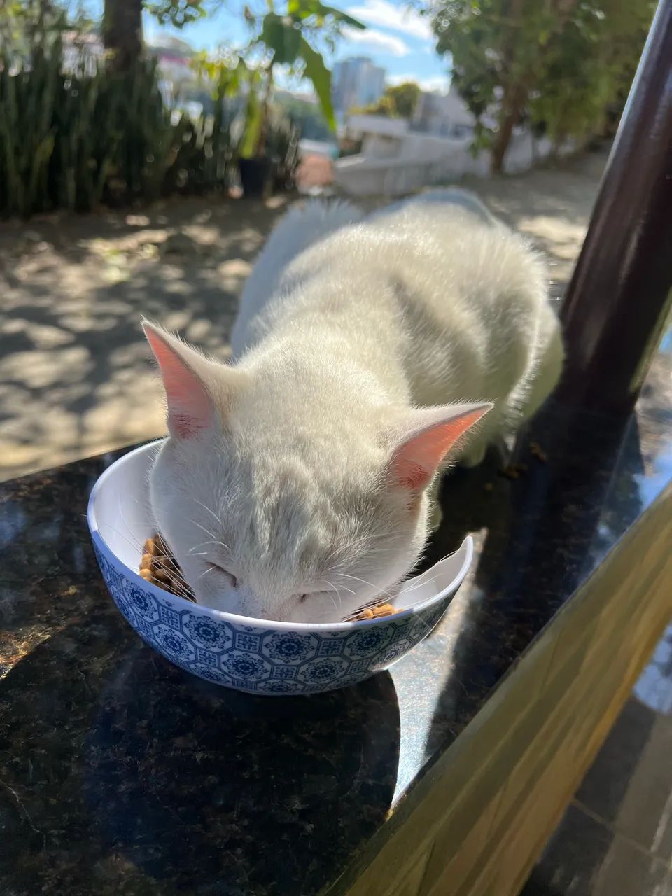 Gato macho com castração 