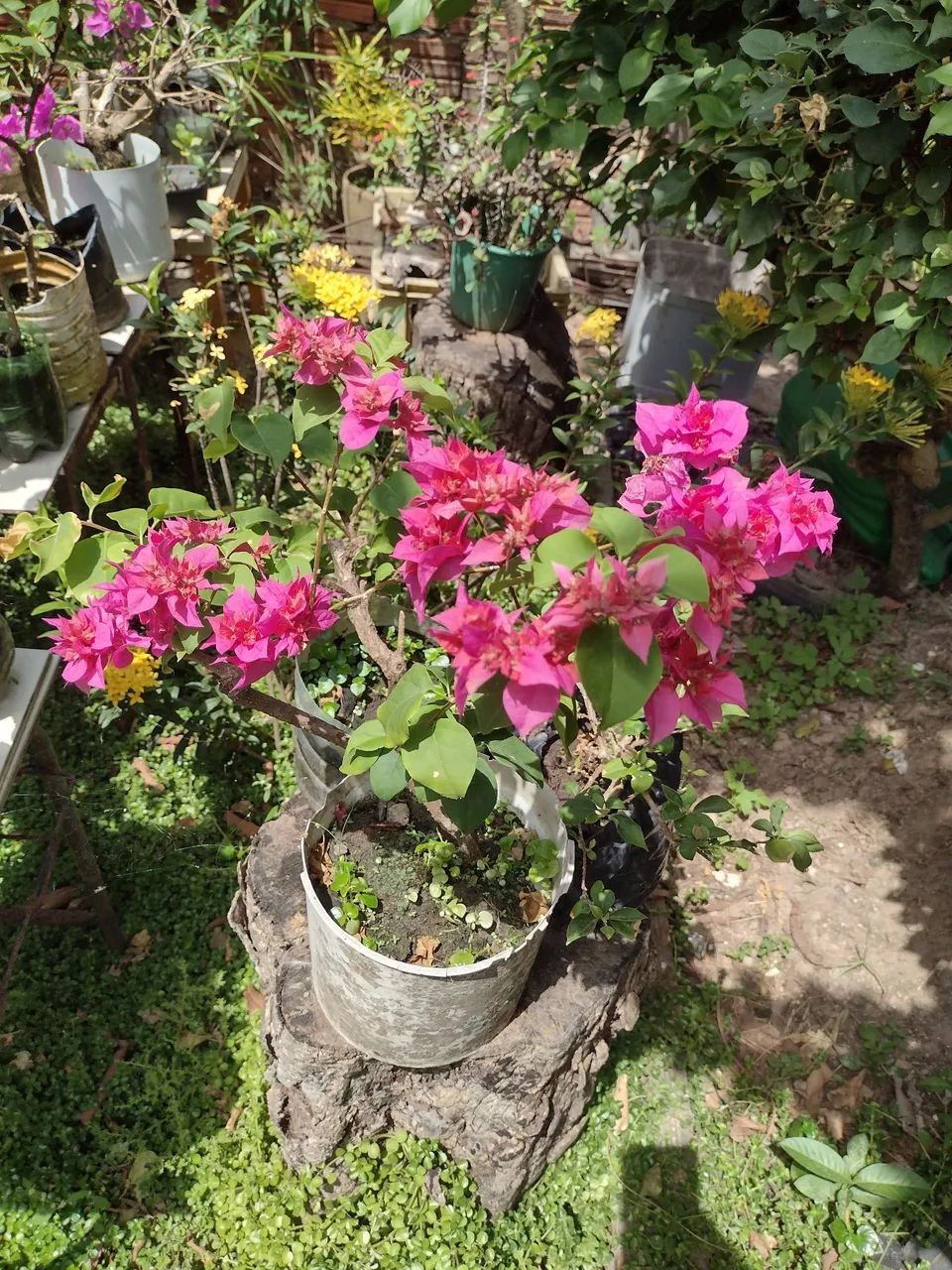 Buganville/Primavera 