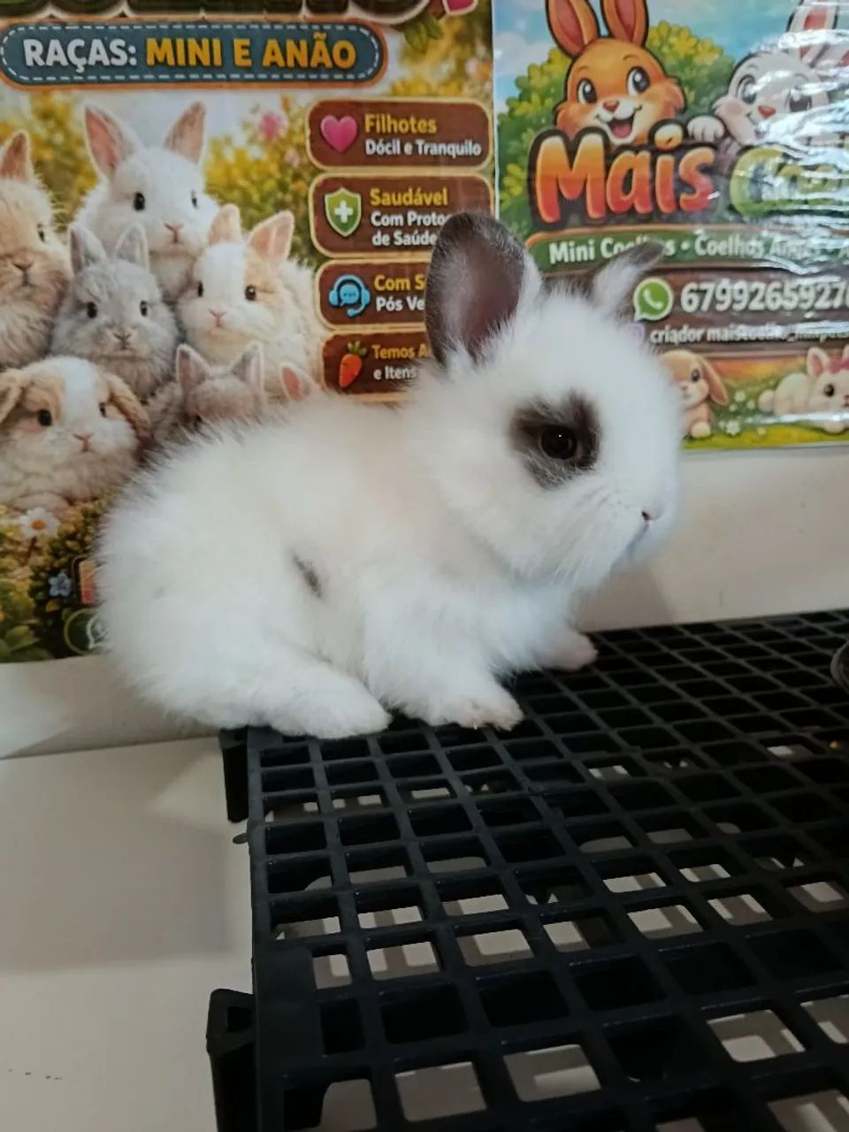Mini Coelho Variadas Raças e Valores  - Foto 6