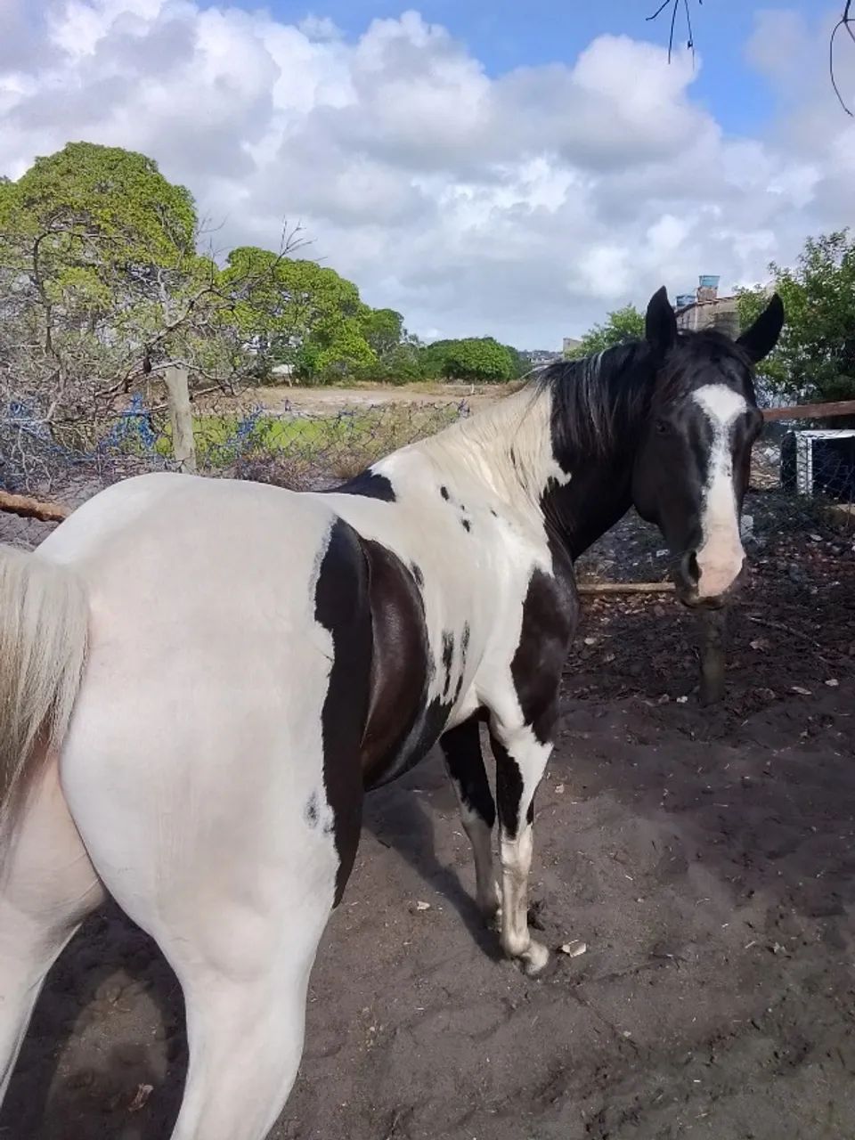 Potro Paint horse - Foto 3