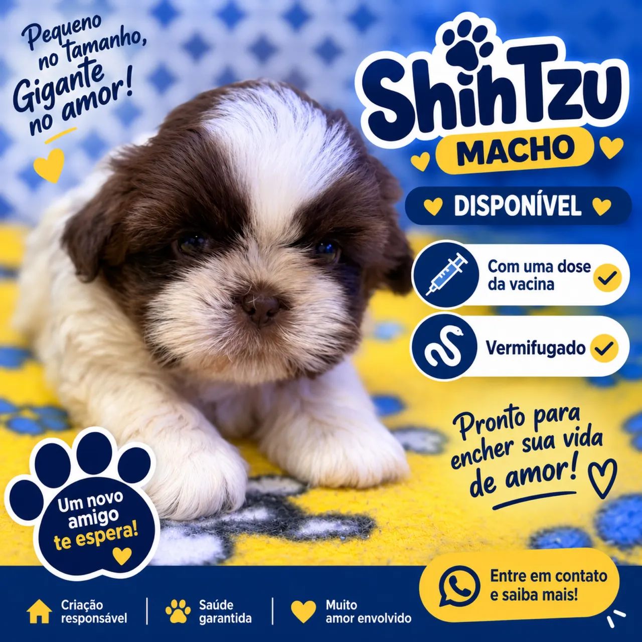 Filhote Shitzu macho  - Foto 4