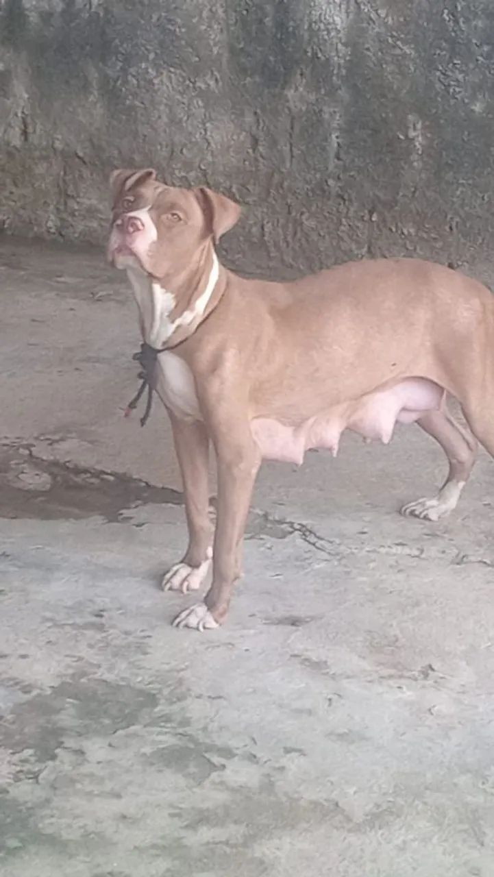 Vendo filhote de Pit Bull  - Foto 5