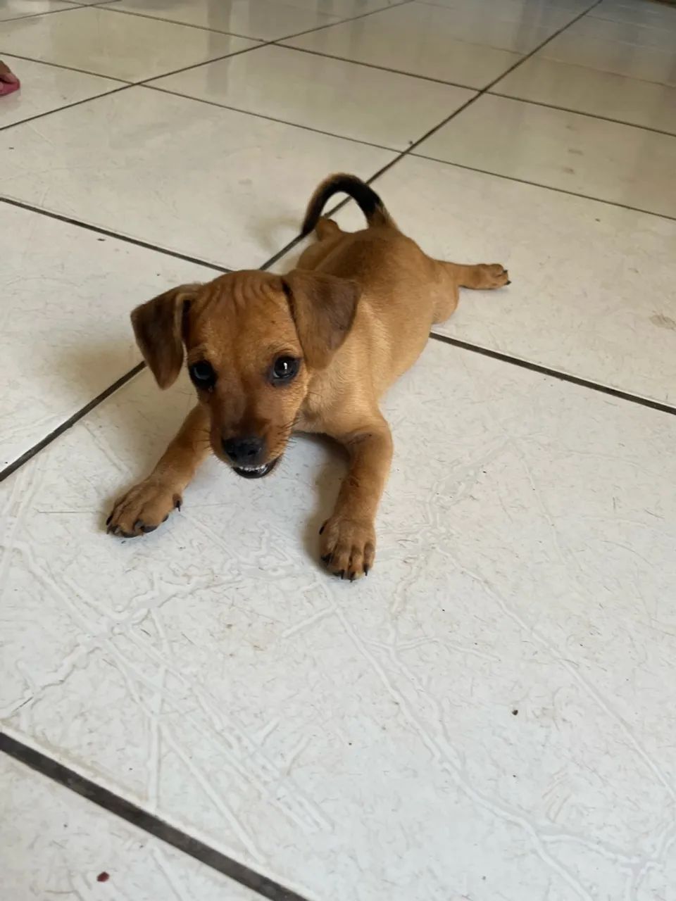 Doação responsável  - Foto 2