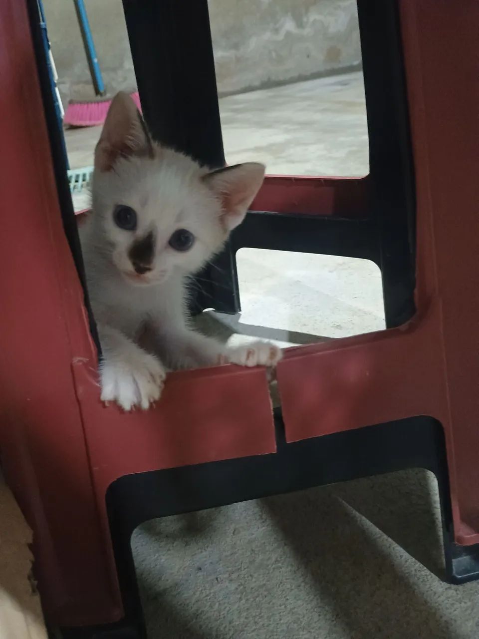 Doando esse princesinha ? - Foto 3