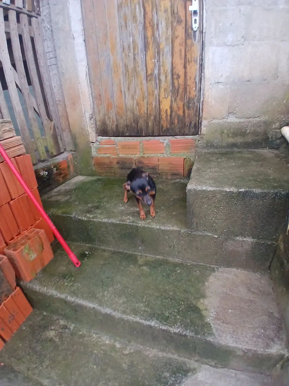Vendo pinscher - Foto 5