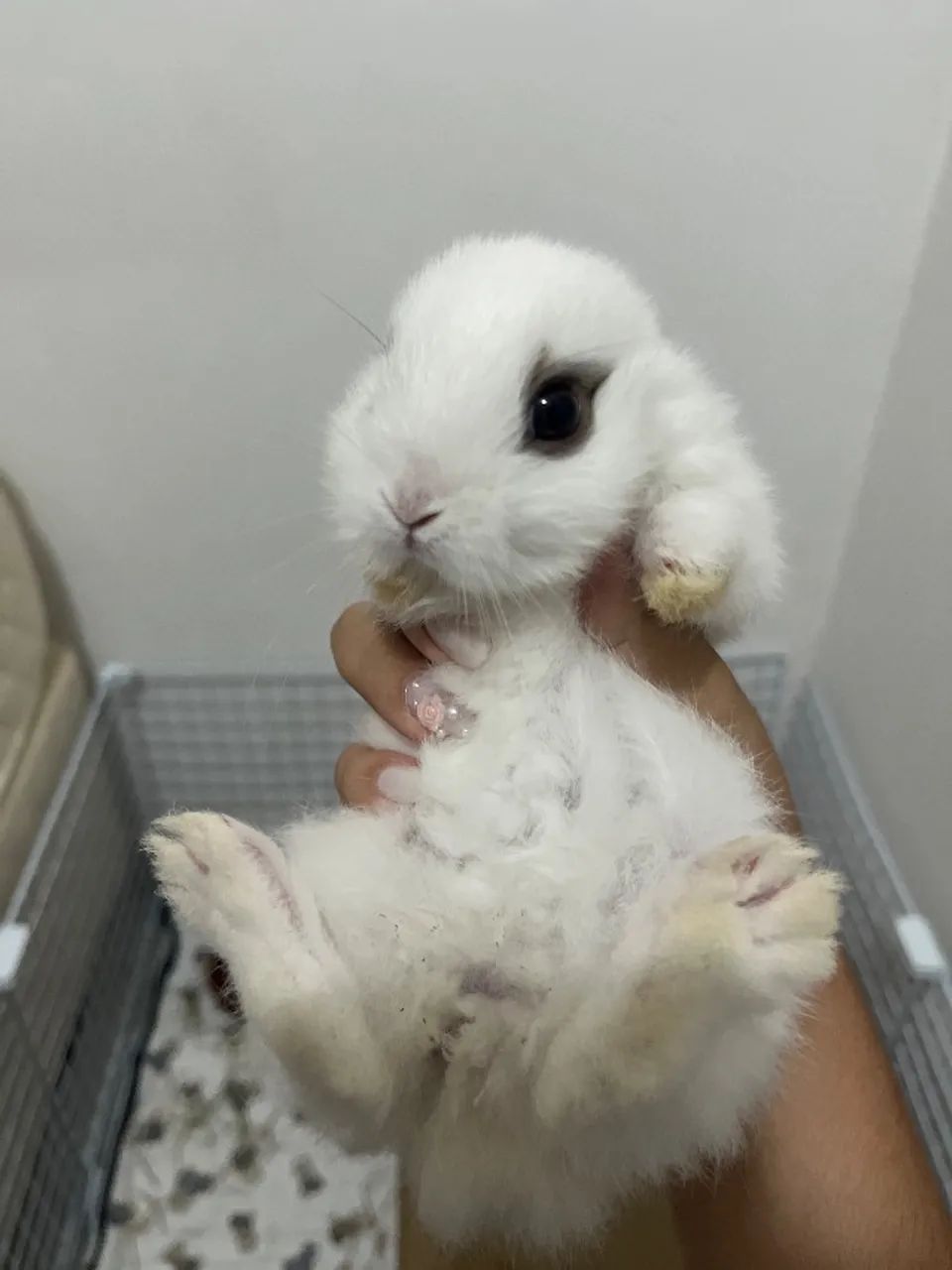 Coelho anão netherland dwarf  - Foto 3