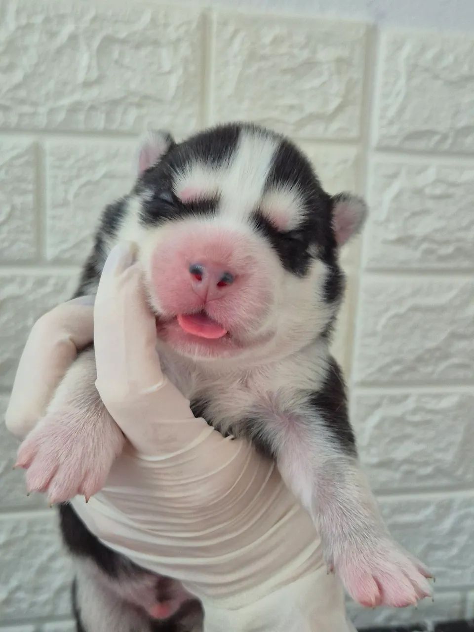 Husky wooly - Foto 2