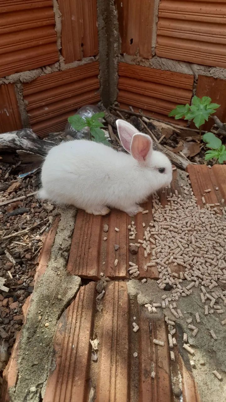 Coelhos disponível 60 reais cada  - Foto 5