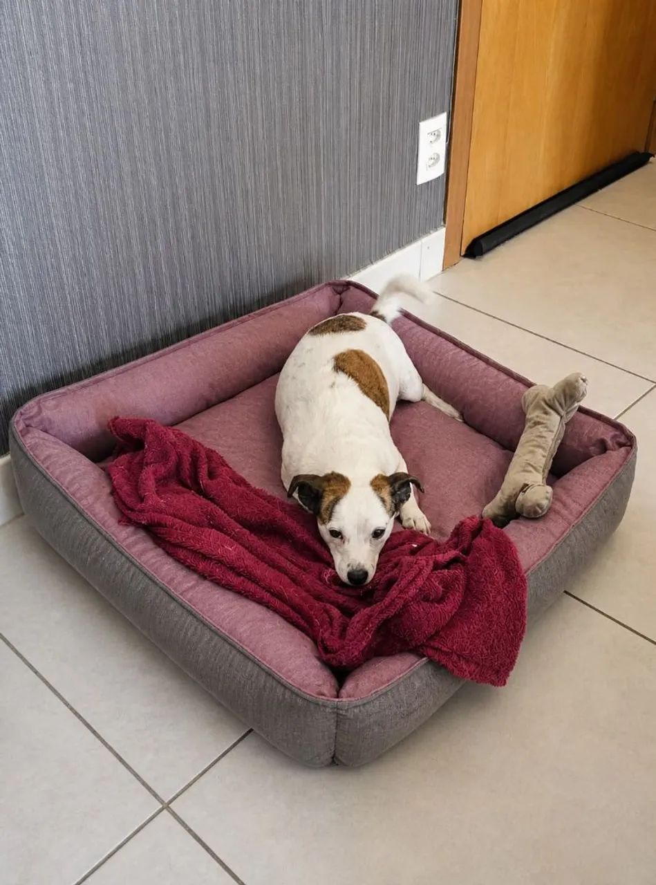 Cama Pet Premium  - Foto 3
