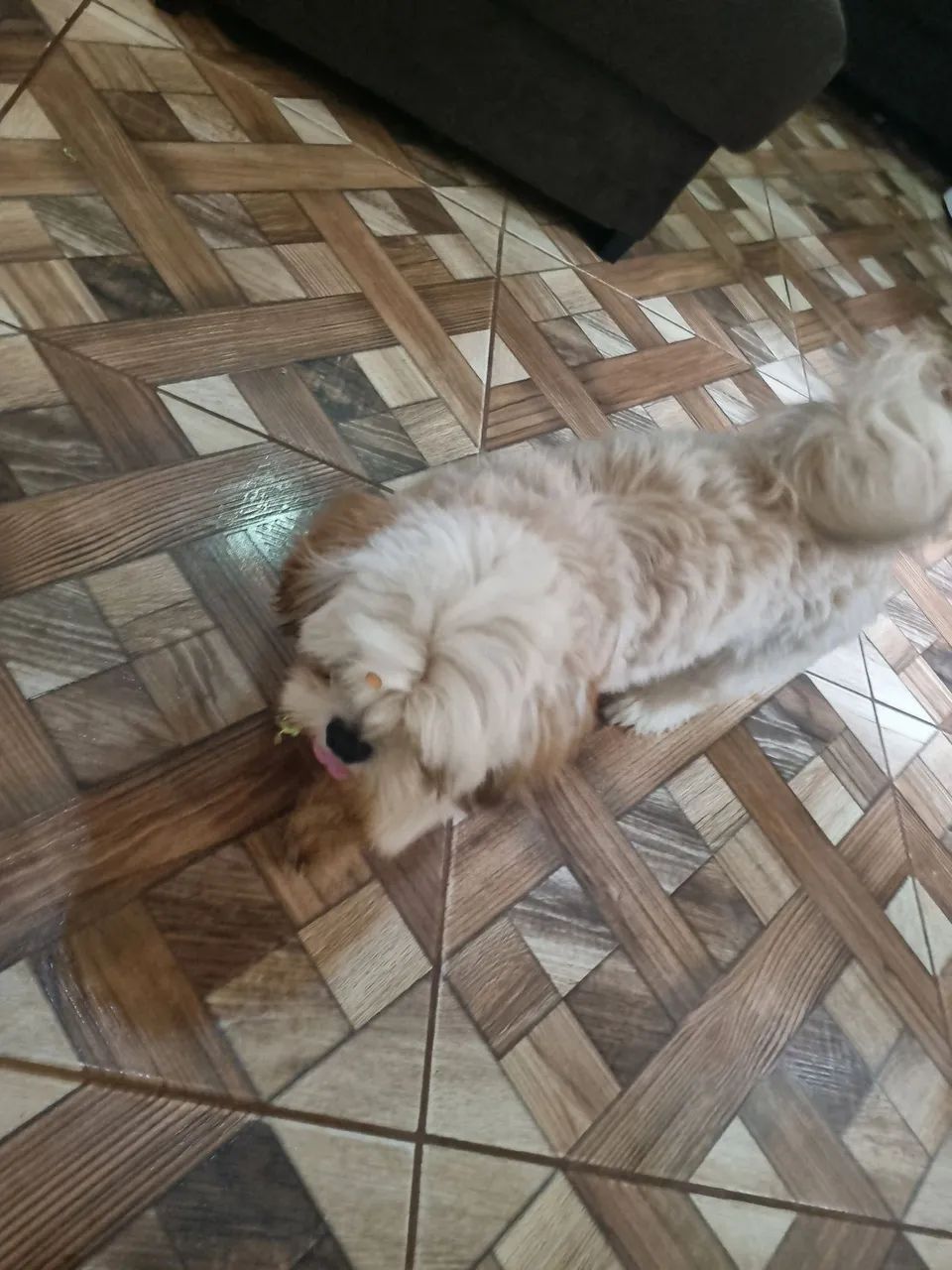 Animais  - Foto 2