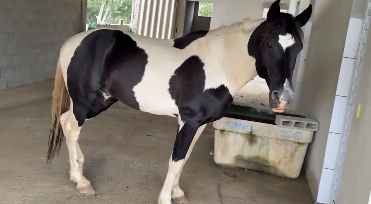 Cavalo 