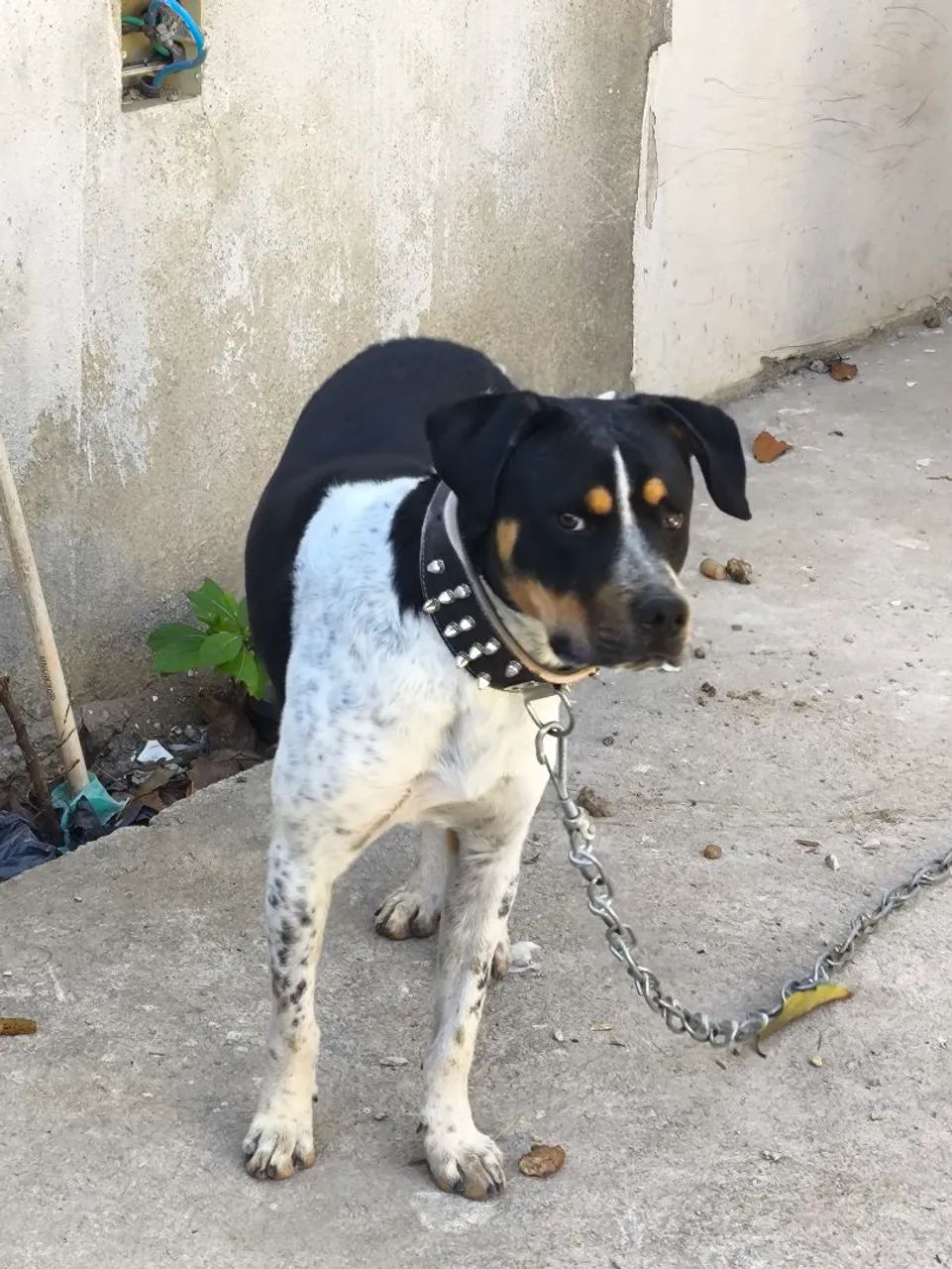 Doa-se Cão Bravo