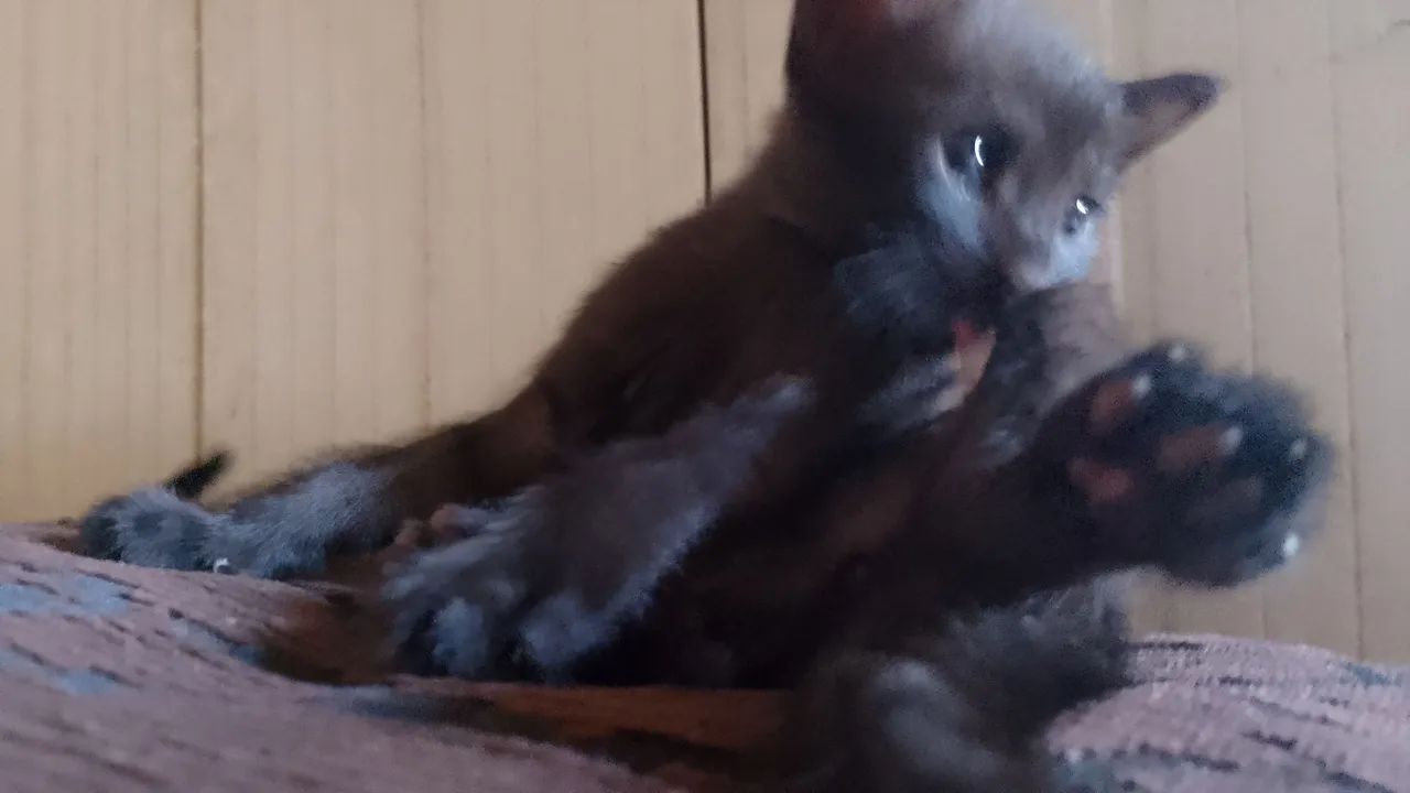 Doação de gatinho - Foto 4