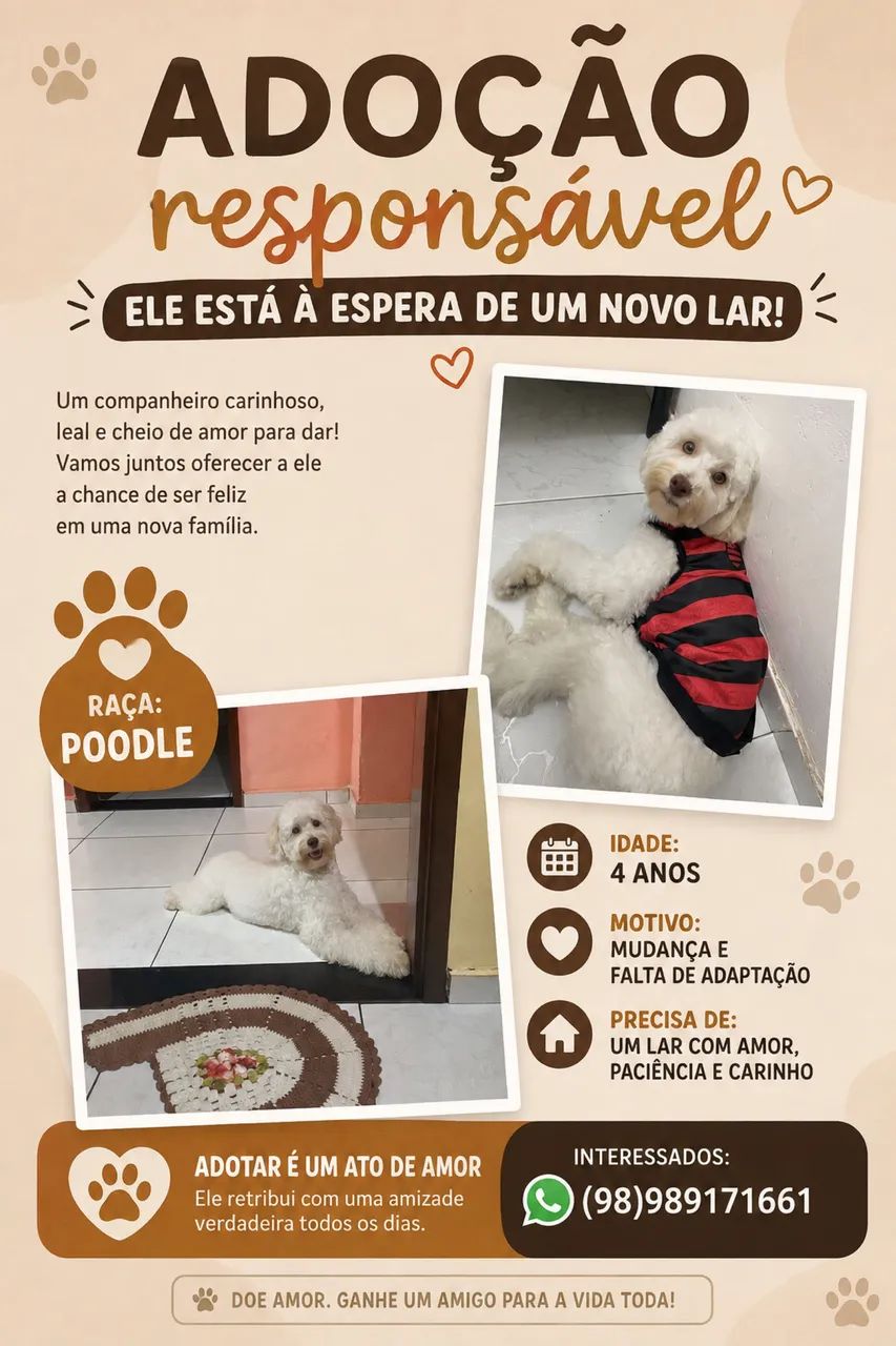Doação cachorro Poodle 