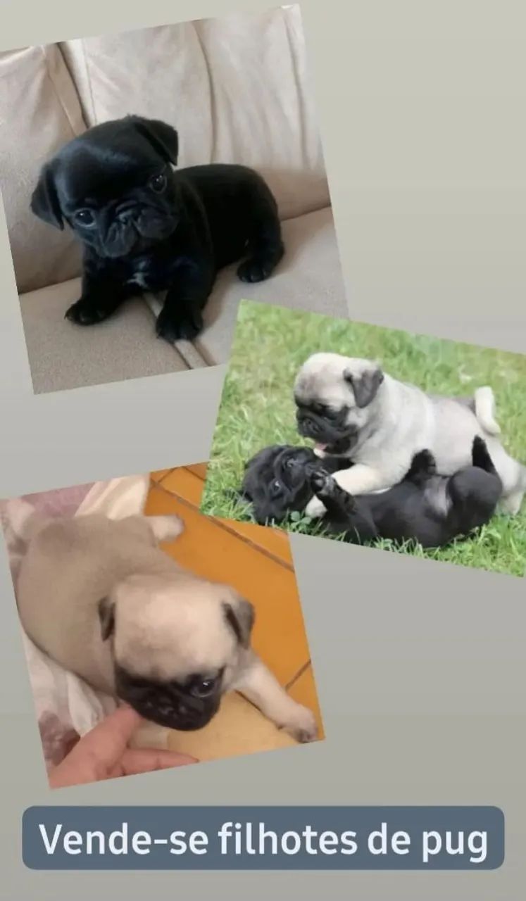 Filhotes de Pug - Foto 4