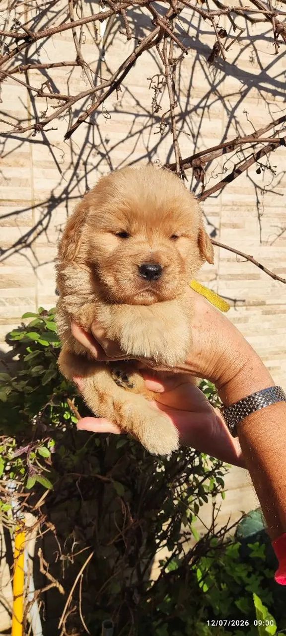 Filhotes de Golden Retriever,. Excelente Linhagem  - Foto 5