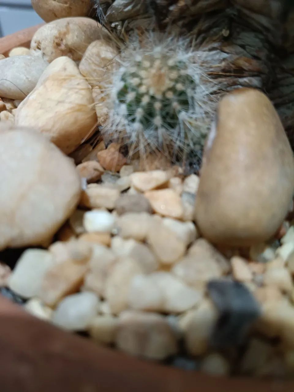 Plantas  - Foto 3