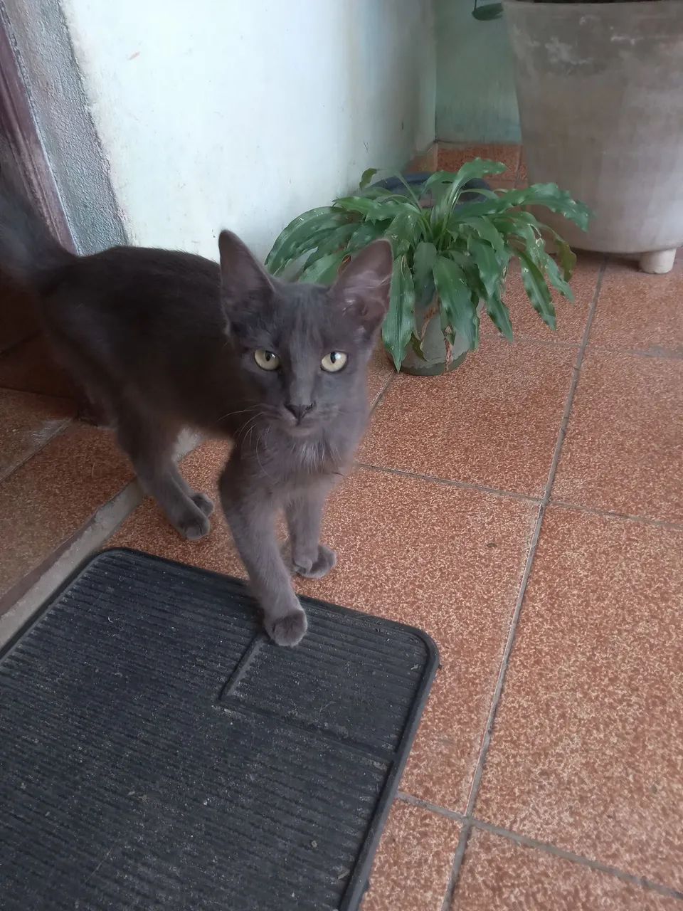 Doação de gatinhos  - Foto 2