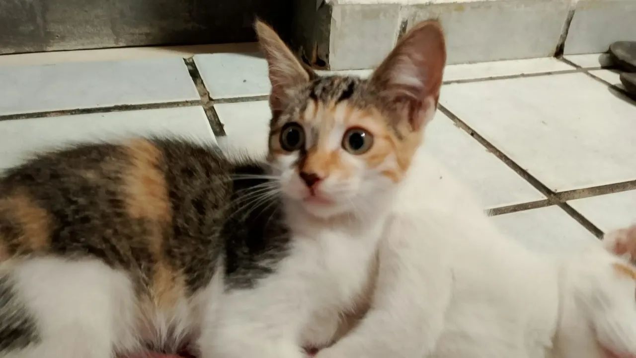 Gatinhas para Doação  - Foto 3