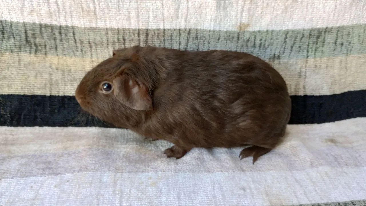 lindos animais  - Foto 3
