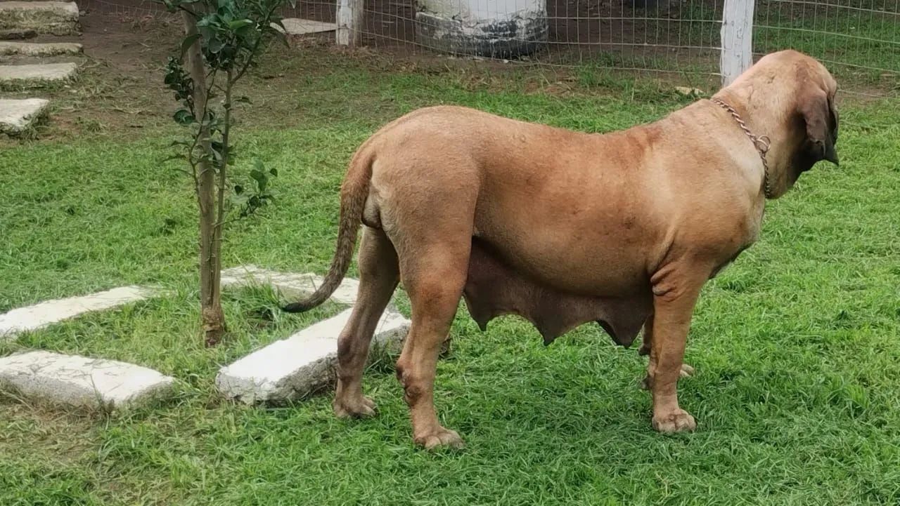 fila brasileiro  - Foto 2