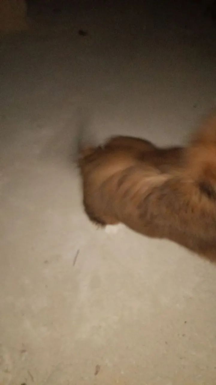 Doação de cachorro 