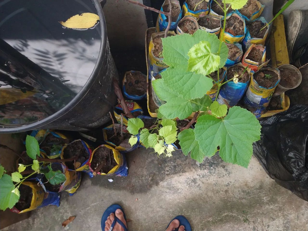 Mudas de uva ja produz 4 unid. - Foto 5