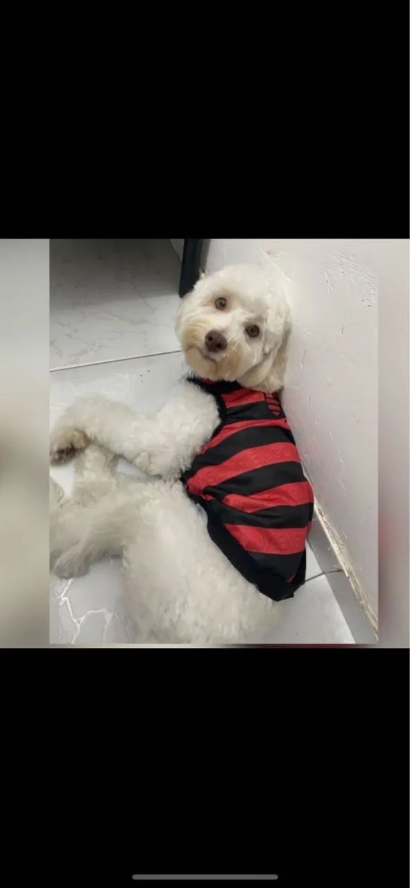 Doação cachorro Poodle  - Foto 2