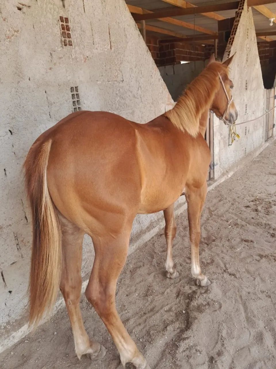 Potra Quarto de Milha -Filha do Dom Rojo.