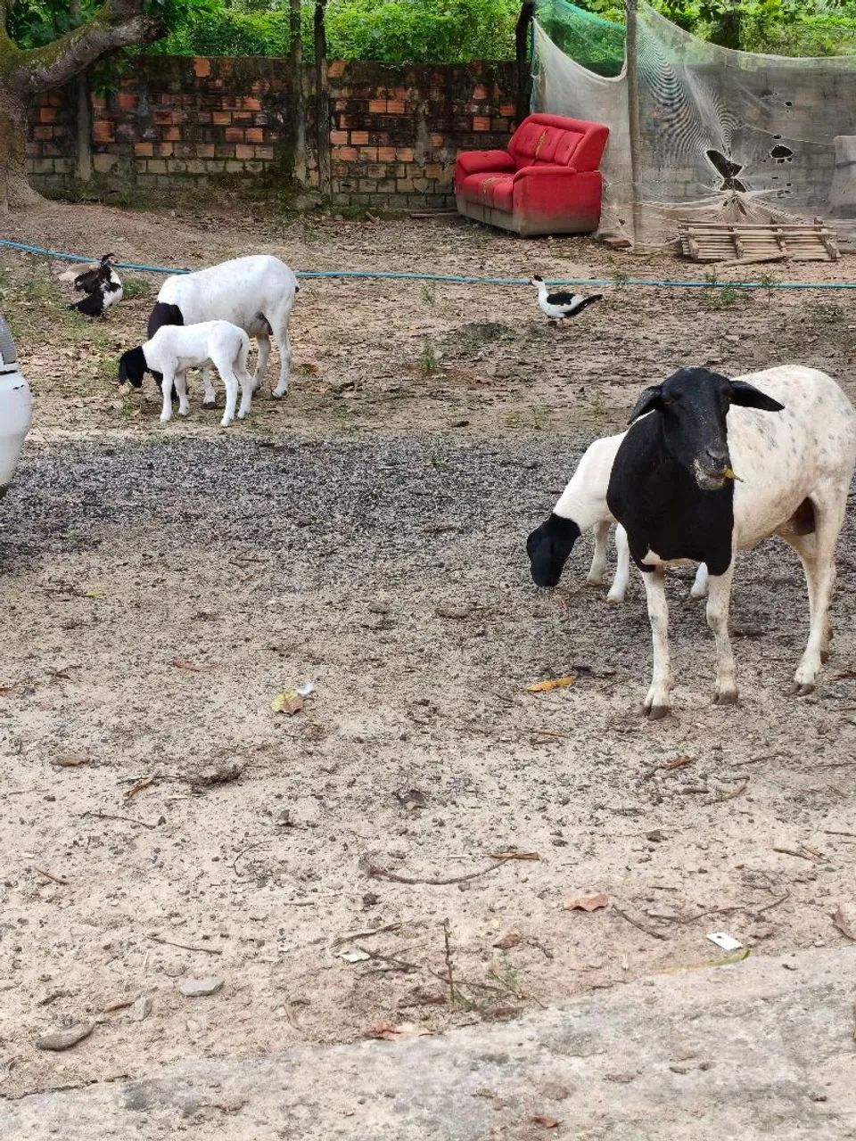 Procura um namorado  - Foto 4