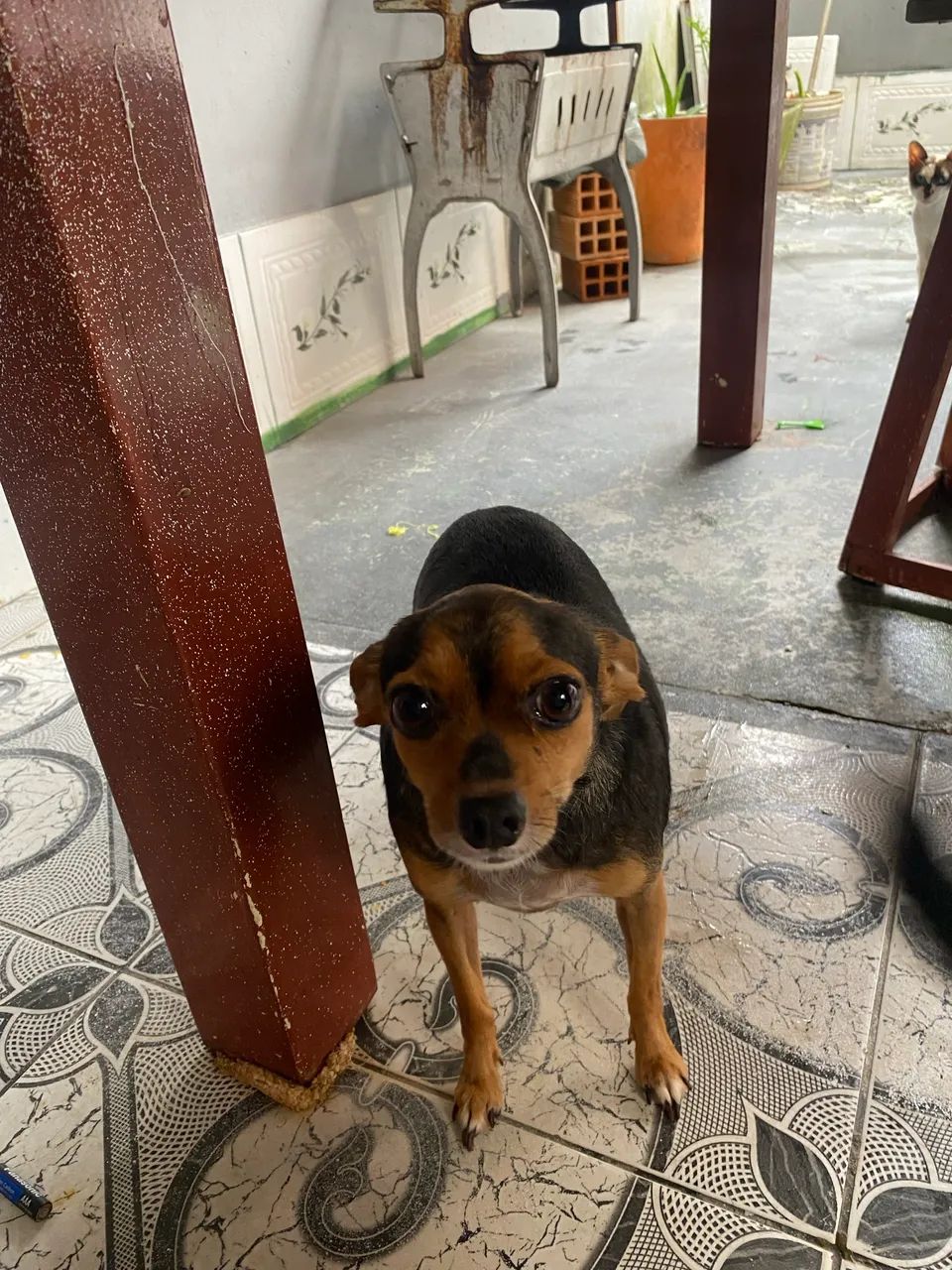 Pinscher fêmea adulta à venda. Lola, 4anos ? - Foto 2