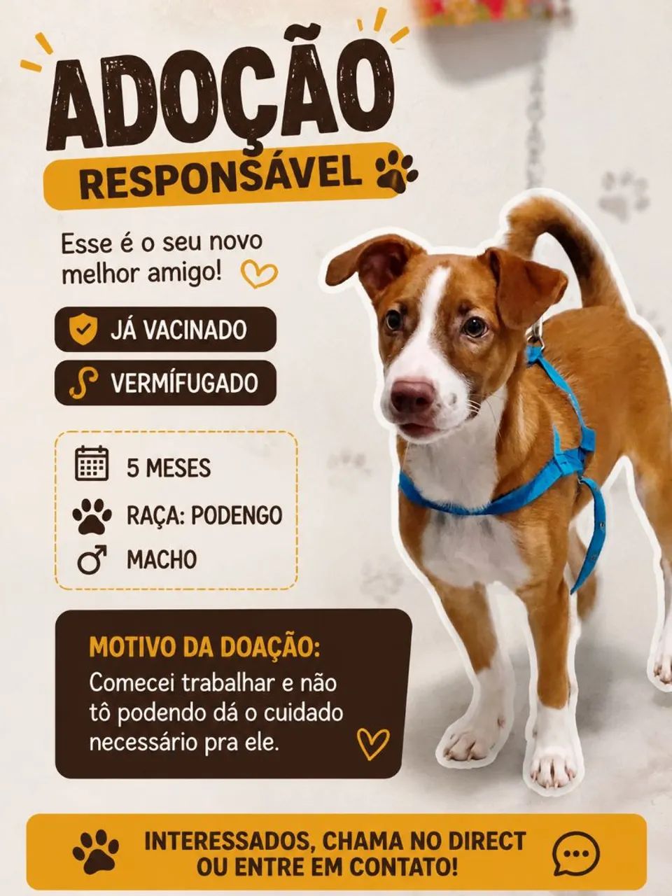 Adoção responsável 