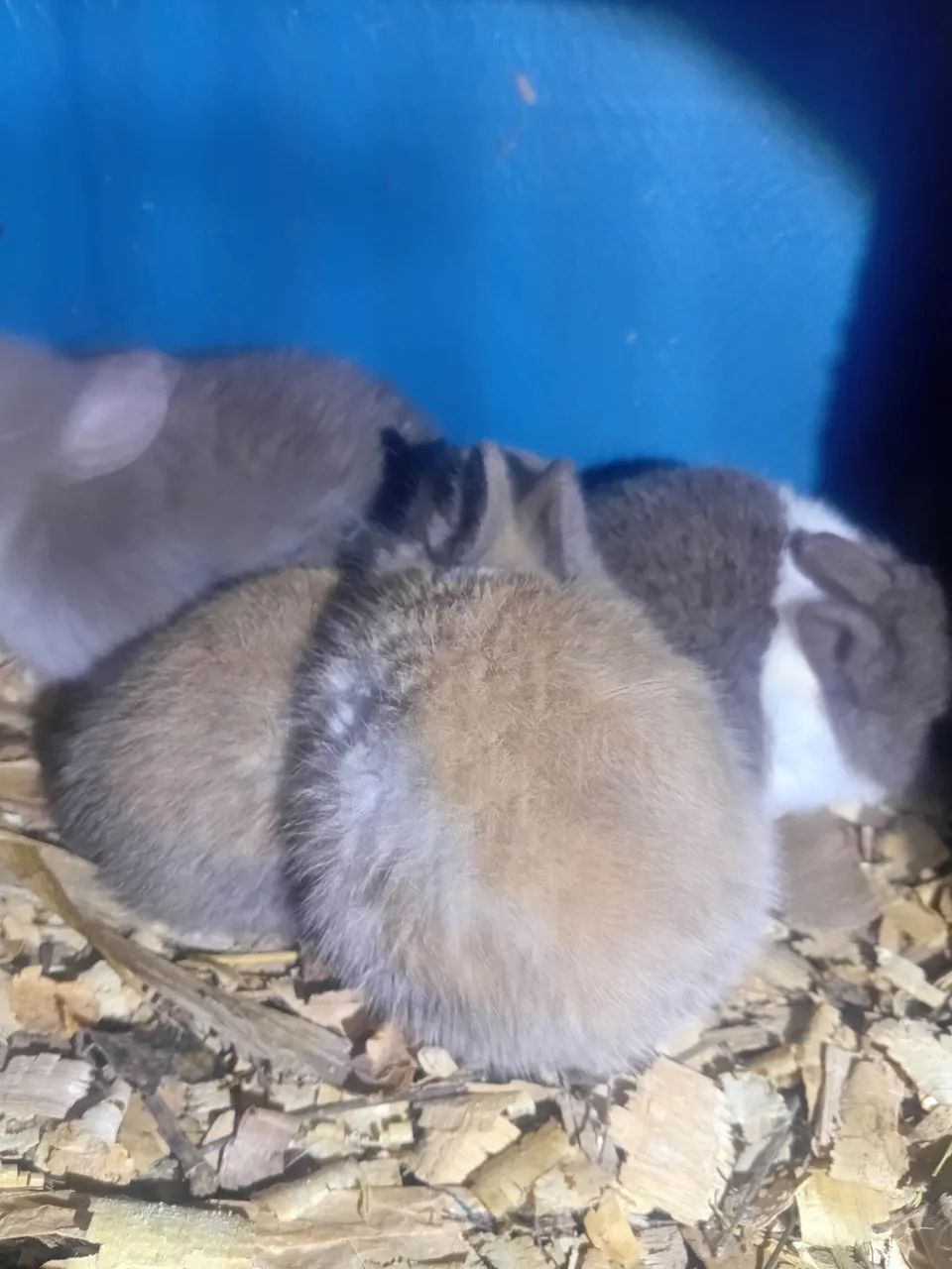 Coelhos e bioterios - Foto 3