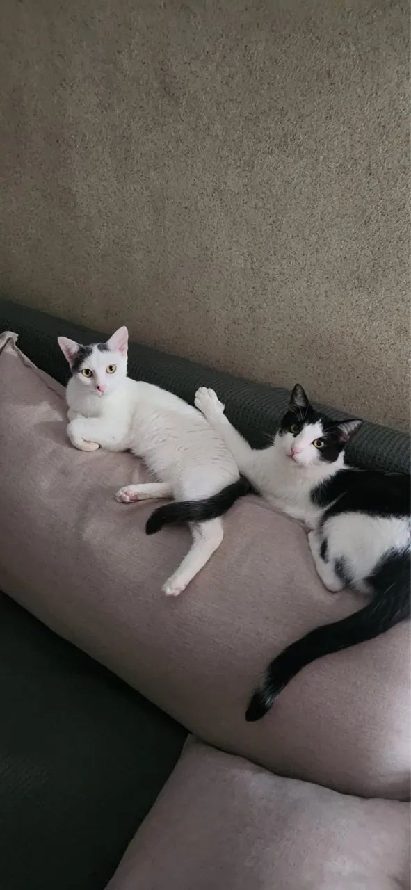 ADOÇÃO RESPONSÁVEL 