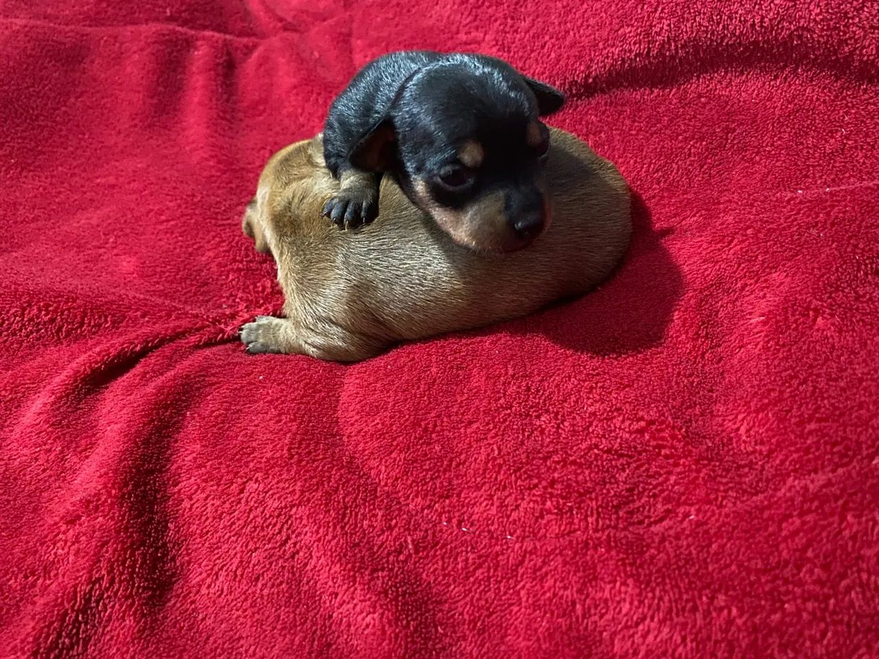 Pinscher 0 - Foto 4
