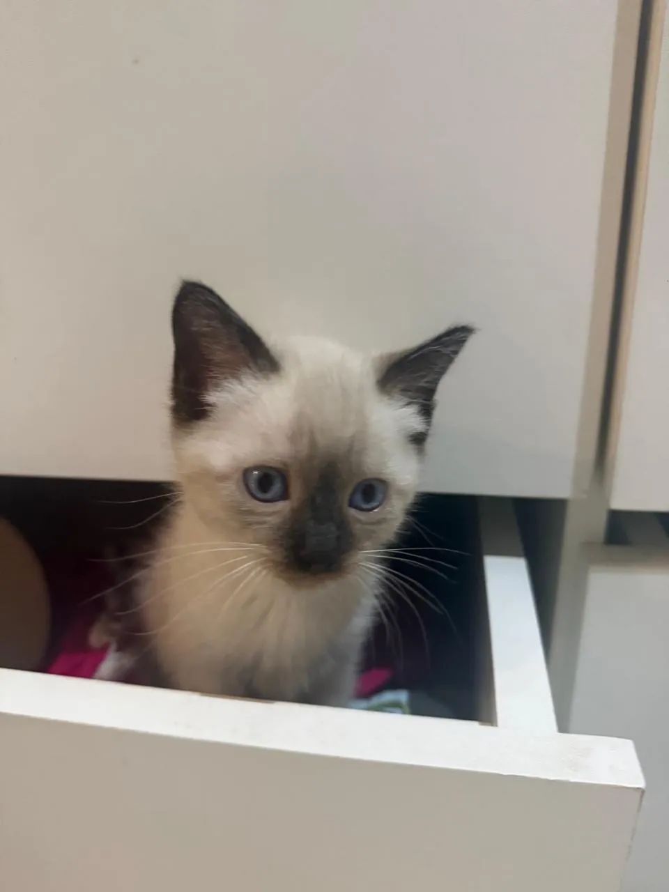 Gatinhos para adoção! - Foto 4