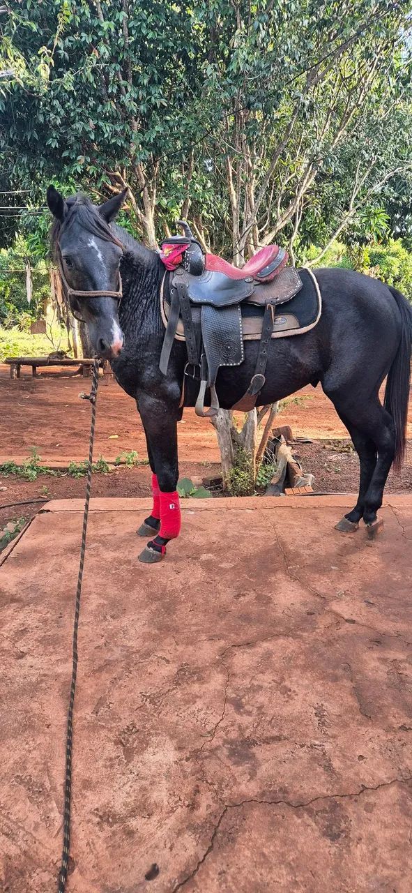 Potro quarto de milha - Foto 5