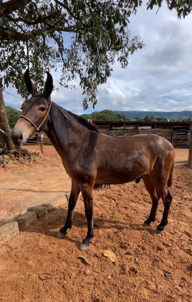 Burro  1,2 anos  - Foto 3