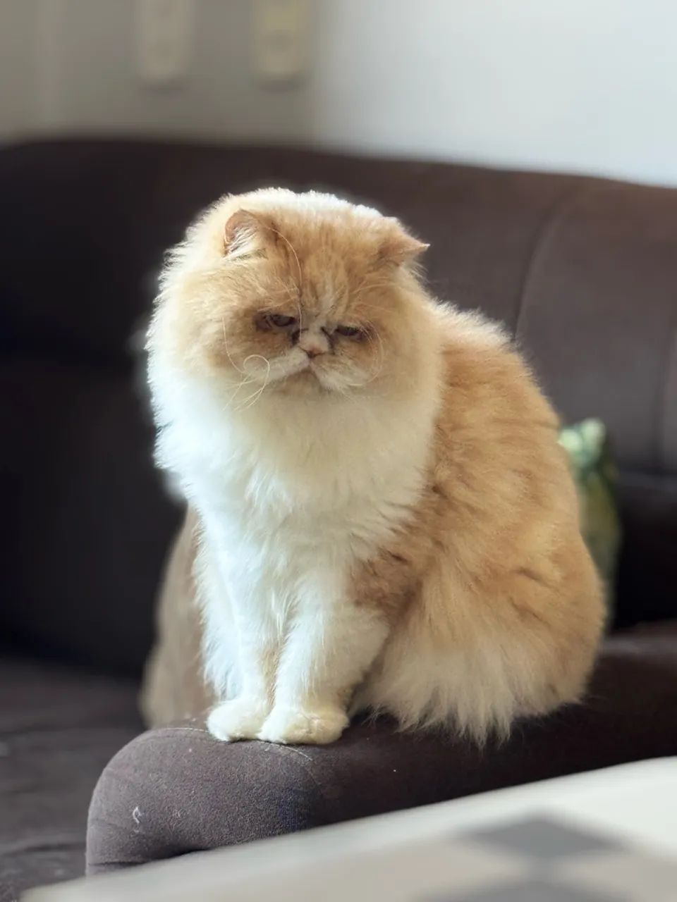 Gato persa 