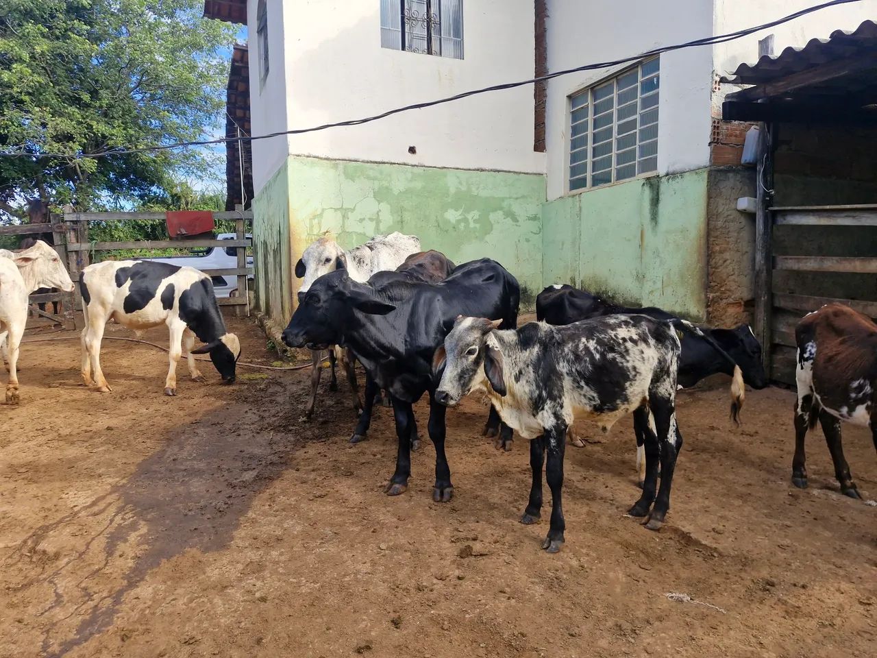 VACAS DE LEITE - Foto 5