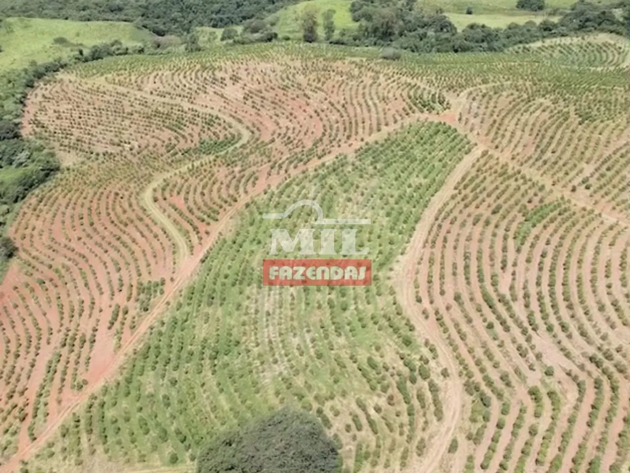 Fazenda Produtora de Café em SP (164 Hectares) - Foto 5