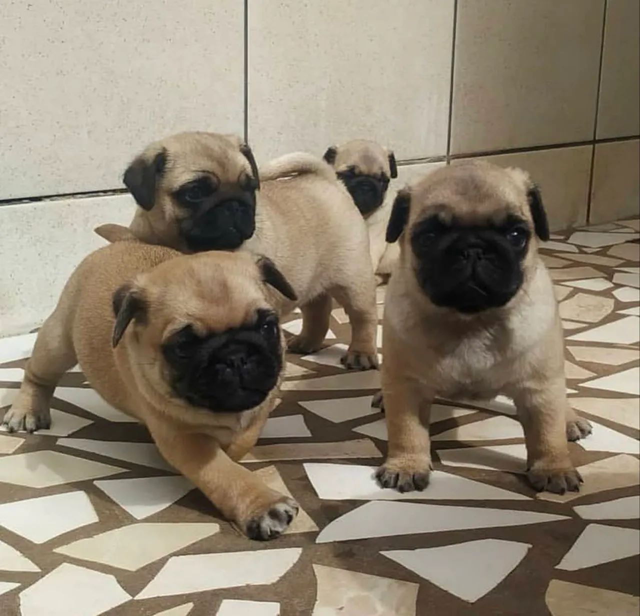 Pug anaozinho  - Foto 2
